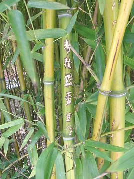 bamboo!